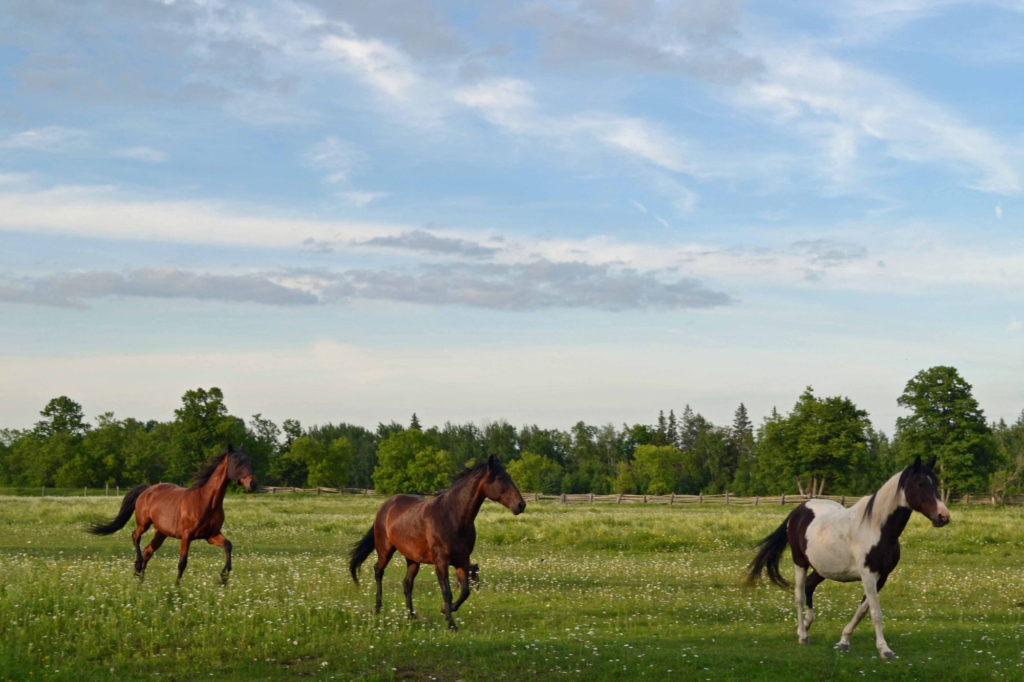 Vital Communities Grant Supports Equine Learning for LGBTQ+ Youth