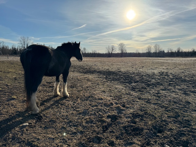 At the Threshold of Light: A Spring Equinox Journey with  Horses and Expressive Arts